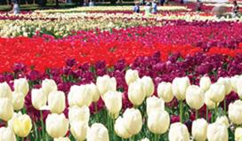 Floriade, held  in September each year